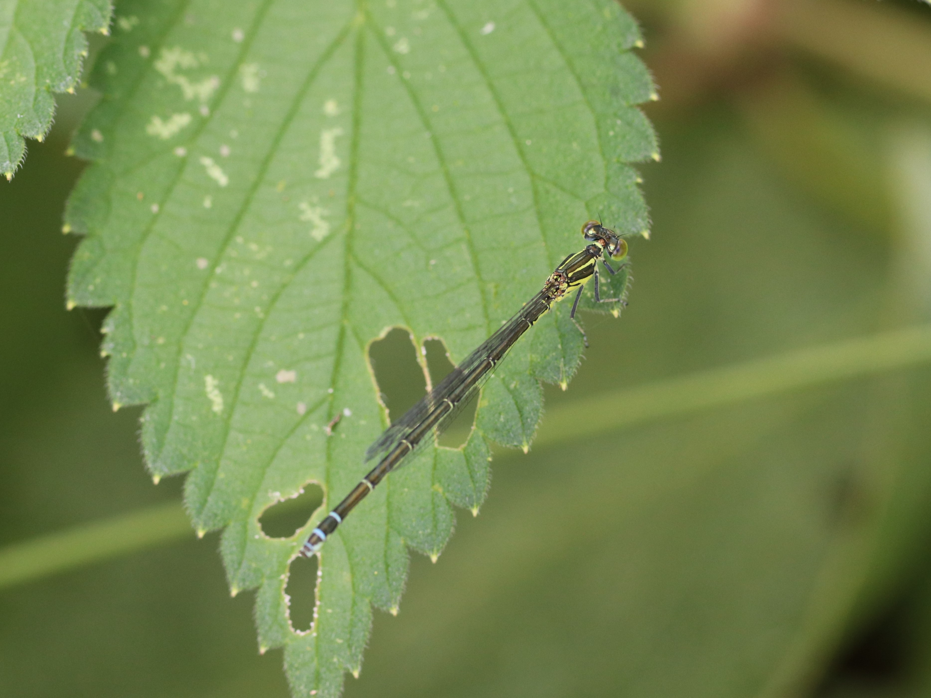 photo_1